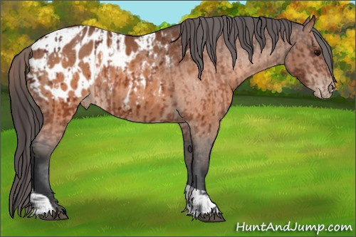 Horse Color:Brown Appaloosa and Brown Appaloosa