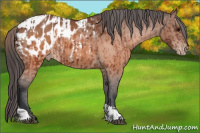 Horse Color:Brown Appaloosa  and Brown Appaloosa 