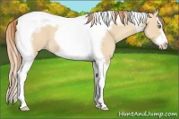 Horse Color:Gold Champagne Dun Splash Tobiano Frame 