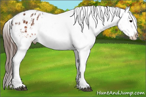 Horse Color:Brown Appaloosa  and Brown Splash Appaloosa 