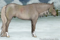 Horse Color:Silver Blue Roan 