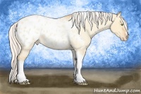 Horse Color:Silver Amber Champagne Roan Dun Splash Tobiano Frame Appaloosa Rabicano 