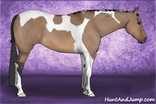 Horse Color:Bay Dun Tobiano 