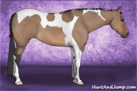 Horse Color:Bay Dun Tobiano 