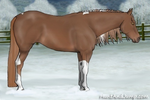 Horse Color:Chestnut Tobiano 