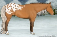 Horse Color:Silver Bay Roan Appaloosa 