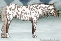 Horse Color:Silver Blue Roan Appaloosa