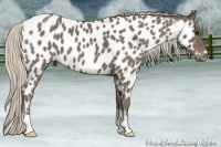 Horse Color:Silver Blue Roan Appaloosa