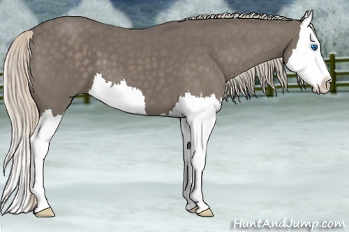 Horse Color:Silver Blue Roan Splash 