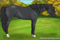 Horse Color:Blue Roan 