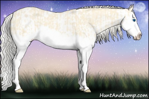 Horse Color:Cremello Splash and Cremello Splash Appaloosa