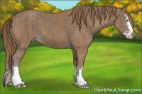Horse Color:Gray Smoky Creme Splash and Gray Smoky Creme Splash