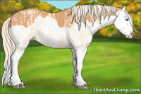Horse Color:Cremello Splash and Gray Cremello Splash