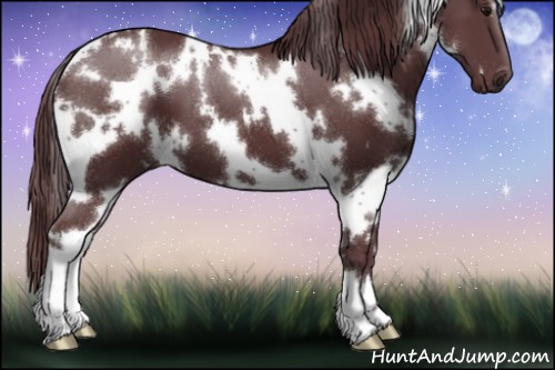 Horse Color:White Spotted Chocolate Black