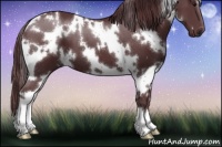 Horse Color:White Spotted Chocolate Black 