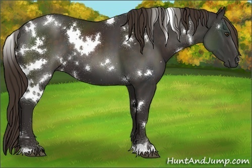 Horse Color:White Spotted Liver Chestnut 