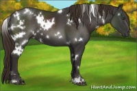 Horse Color:White Spotted Liver Chestnut