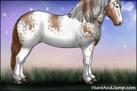 Horse Color:White Spotted Chestnut Rabicano 