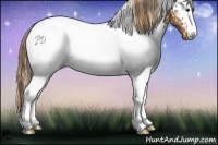 Horse Color:White Spotted Chestnut