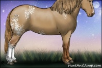 Horse Color:White Spotted Red Dun 
