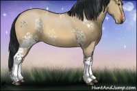 Horse Color:White Spotted Bay Dun