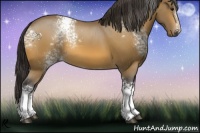 Horse Color:White Spotted Buckskin
