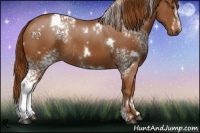 Horse Color:White Spotted Chestnut Rabicano