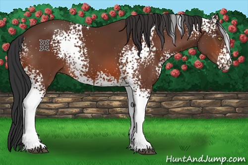 Horse Color:White Spotted Bay 