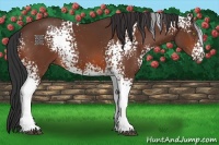 Horse Color:White Spotted Bay 