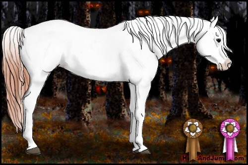 Horse Color:Brown Appaloosa  and Sable Champagne Appaloosa 