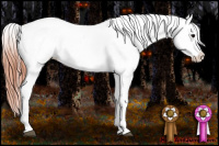 Horse Color:Brown Blanket  and Sable Champagne Blanket 