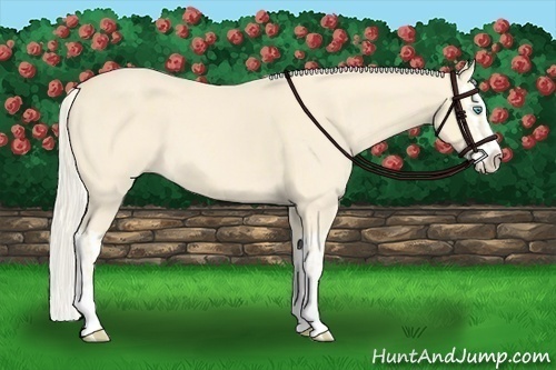 Horse Color:Cremello Splash  and Cremello Splash 