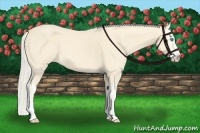 Horse Color:Cremello Splash  and Cremello Splash 