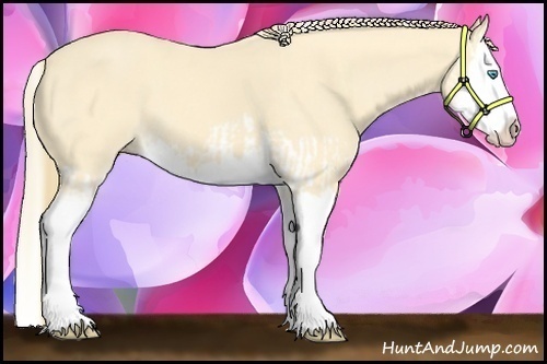 Horse Color:Cremello Splash and Perlino Splash