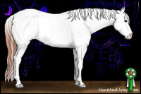 Horse Color:Brown Appaloosa  and Brown Appaloosa 