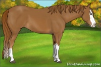Horse Color:Chestnut Splash