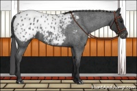 Horse Color:Blue Roan Appaloosa 