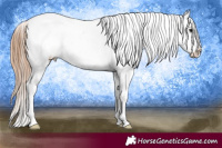 Horse Color:Blue Roan Appaloosa 