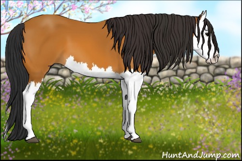 Horse Color:Bay Splash 