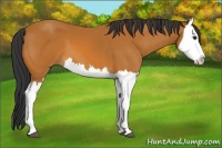Horse Color:Bay Splash 