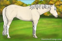 Horse Color:Cremello Splash  and Cremello Splash 