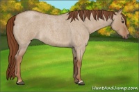 Horse Color:Red Dun Roan 