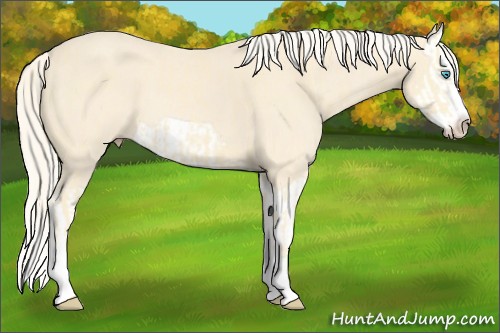 Horse Color:Cremello Splash  and Cremello Splash Frame 