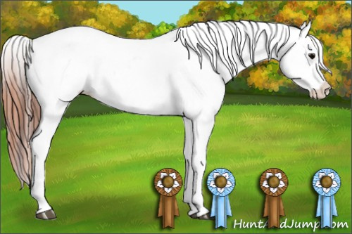 Horse Color:Brown Appaloosa  and Brown Frame Appaloosa 