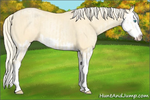 Horse Color:Cremello Splash  and Palomino Pearl Splash 