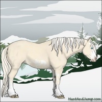 Horse Color:Cremello Splash  and Cremello Splash Frame 