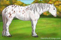 Horse Color:Brown Appaloosa  and Brown Appaloosa 