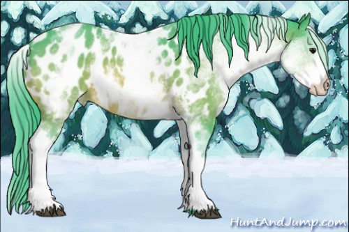 Horse Color:Watercolor White Spotted Bay Appaloosa 