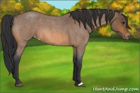 Horse Color:Bay Roan Appaloosa
