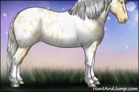 Horse Color:Silver Amber Champagne Roan Dun Splash Tobiano Frame Near Leopard Rabicano 